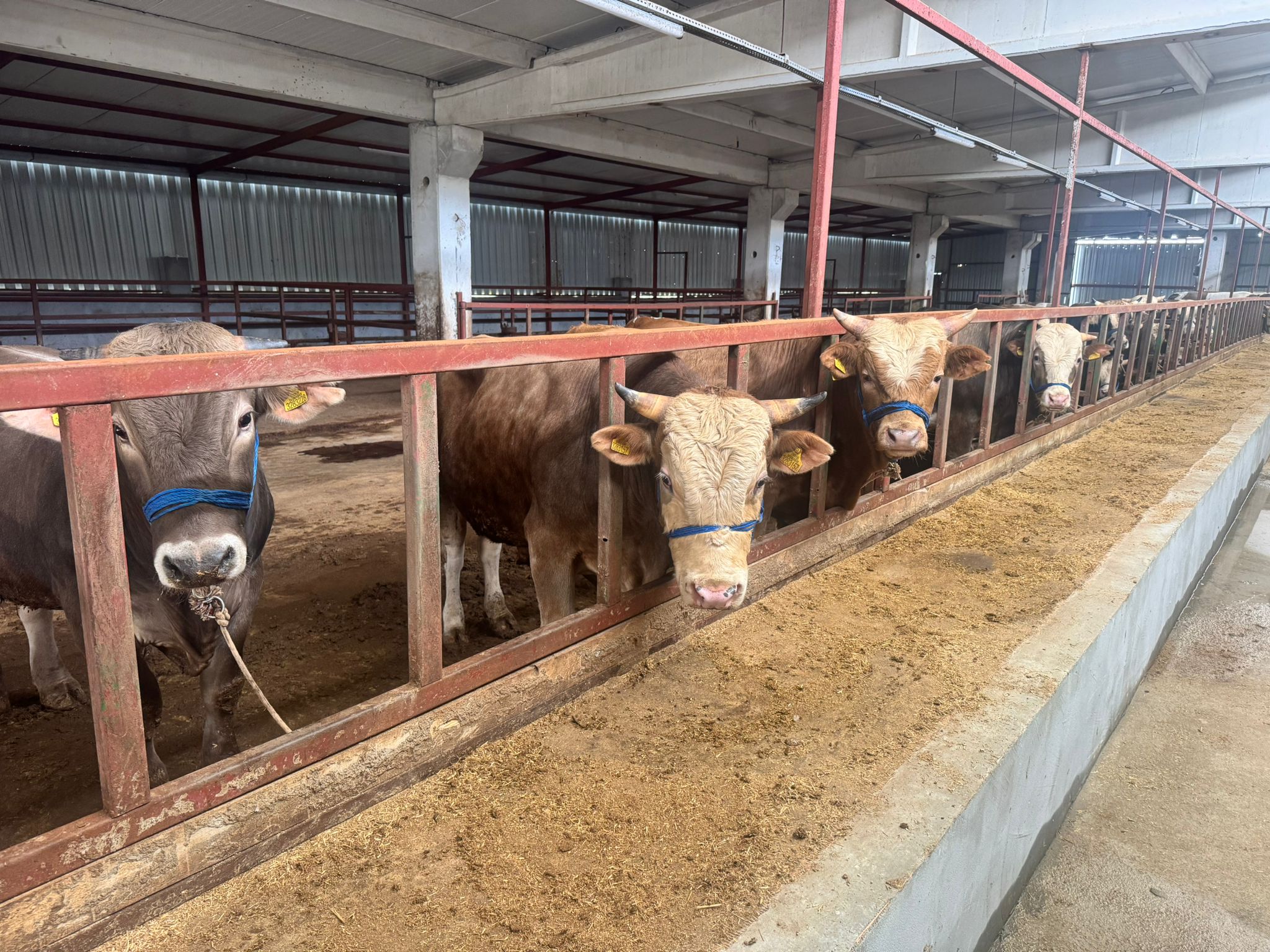 Yem Yiyen Kurbanlık Tosunlar